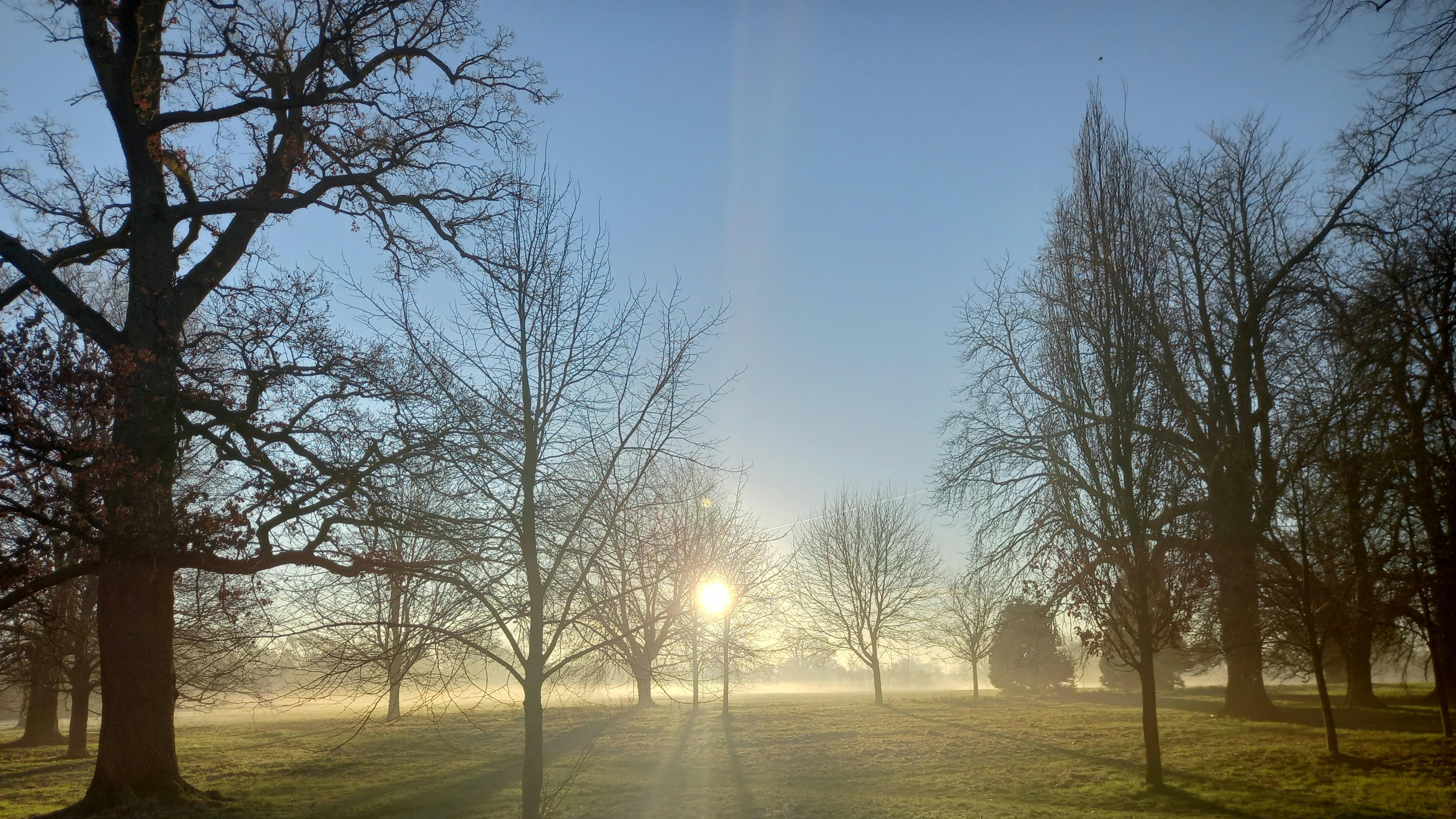 The sun is shining through the trees in the field